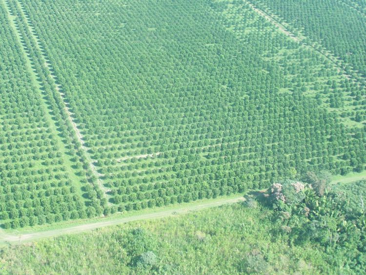 Orange Groves Near Dangriga