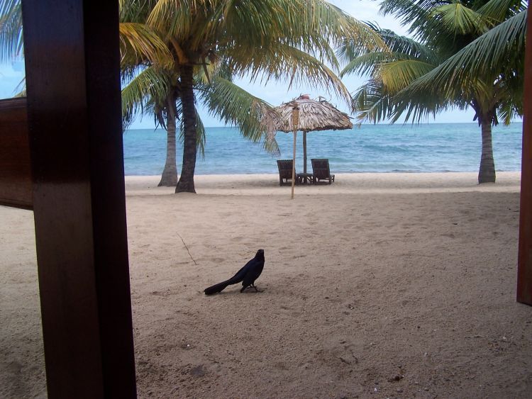 Jaguar Reef Lodge — Lunch Visitor — A Grackle
