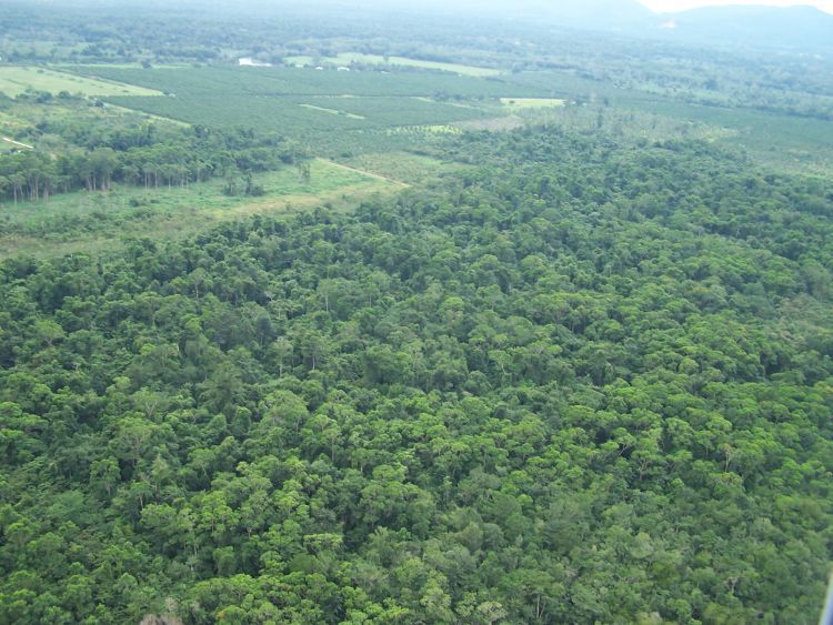 Helicopter Tour — Rainforest Begins