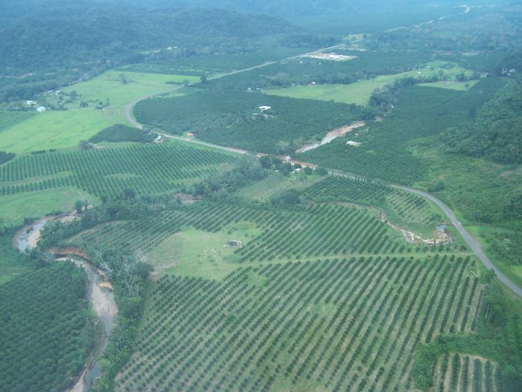 Helicopter — More Citrus Groves