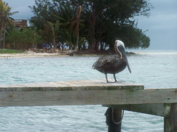 A Pelican Greets Us at South Water Cay