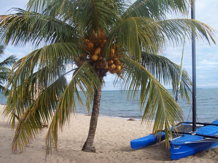 Jaguar Reef Lodge — Coconuts