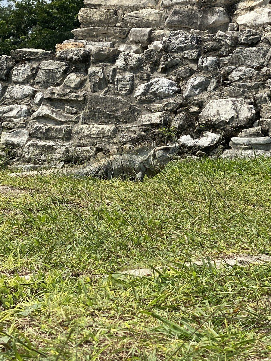 Iguana