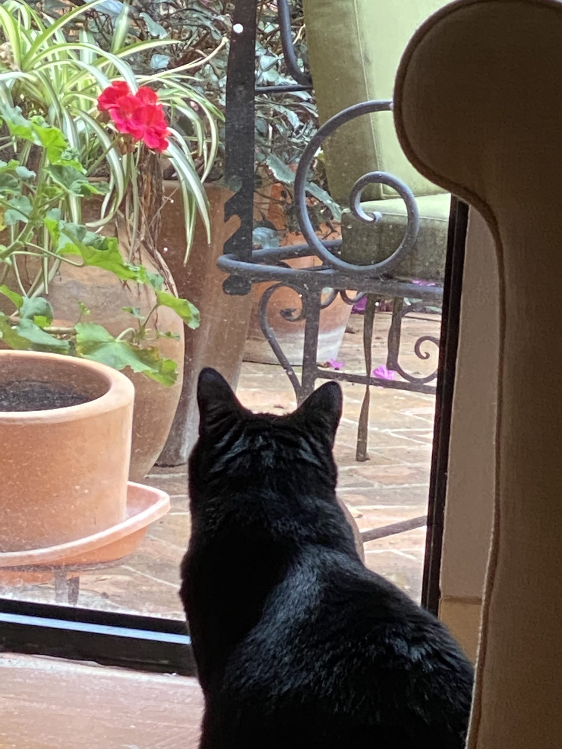 Mia watching for squirrels and hummingbirds