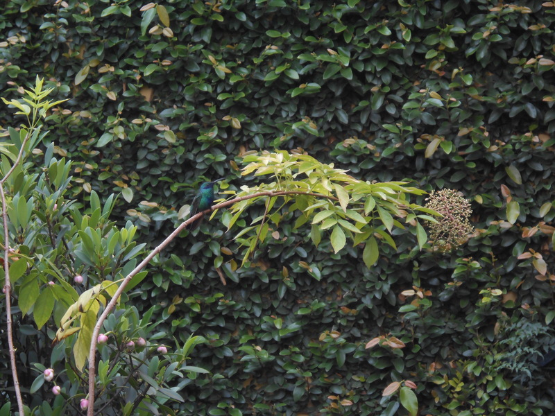 Well-Hidden Hummingbird