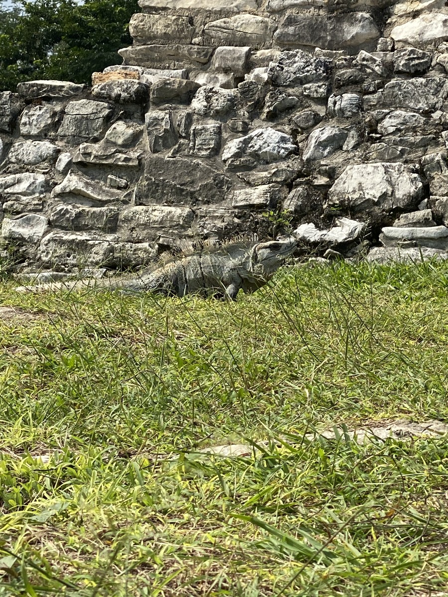 Iguana