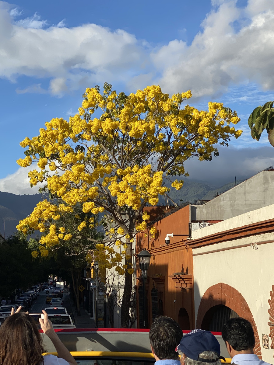 Yellow Tree