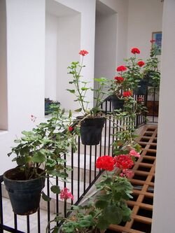 Flowers in the hallway near our room