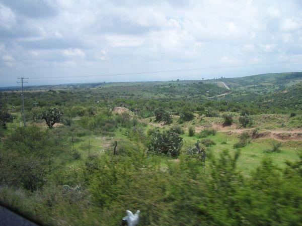 Landscape 4 — Cacti