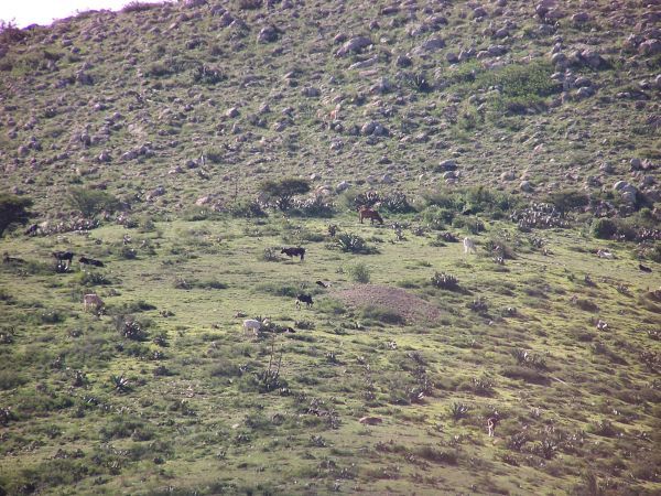 Cattle on Pozos Hillside