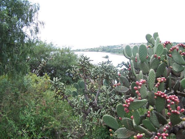 The Botanical Gardens 6