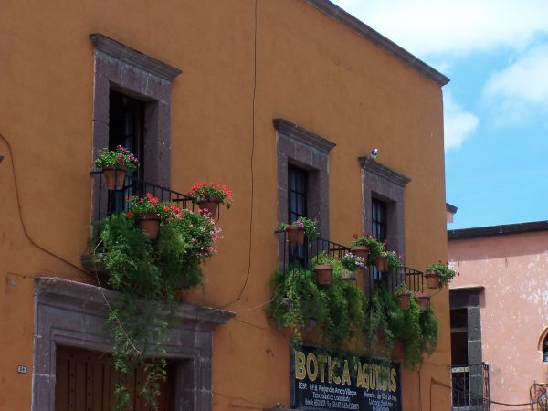 Flowers above a Pharmacy