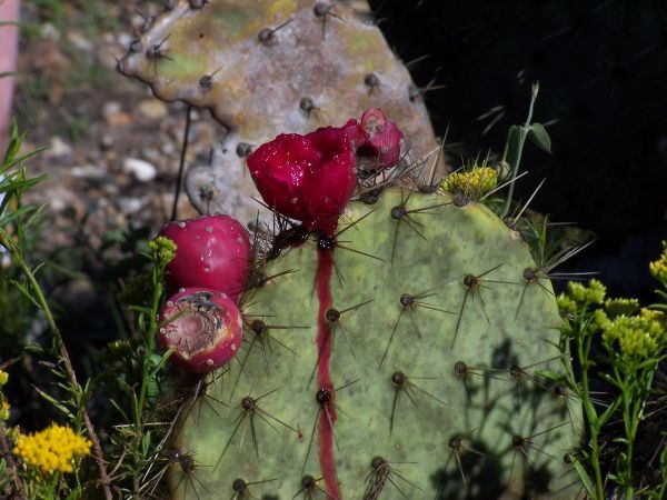 Alfredo removed some prickly pear fruit for the kids to eat