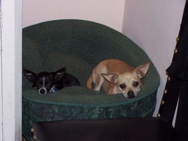 Two Chihuahuas at Casa Montana hotel in Pozos